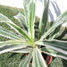 Dracaena Deremensis "Warneckii" - Greensouq - 