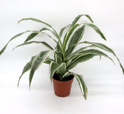 Dracaena Deremensis "Warneckii" - Greensouq - 