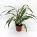 Dracaena Deremensis "Warneckii" - Greensouq - 