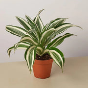 Dracaena Deremensis "Warneckii" - Greensouq - 