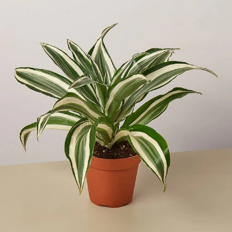 Dracaena Deremensis "Warneckii" - Greensouq - 