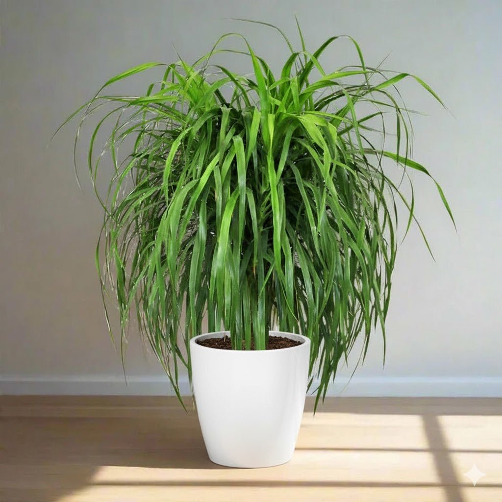Dracaena Draco, Drago or Dragon Tree — Greensouq