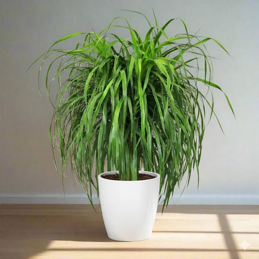 Dracaena Draco, Drago or Dragon Tree - Greensouq - 
