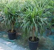 Dracaena Draco, Drago or Dragon Tree - Greensouq - 