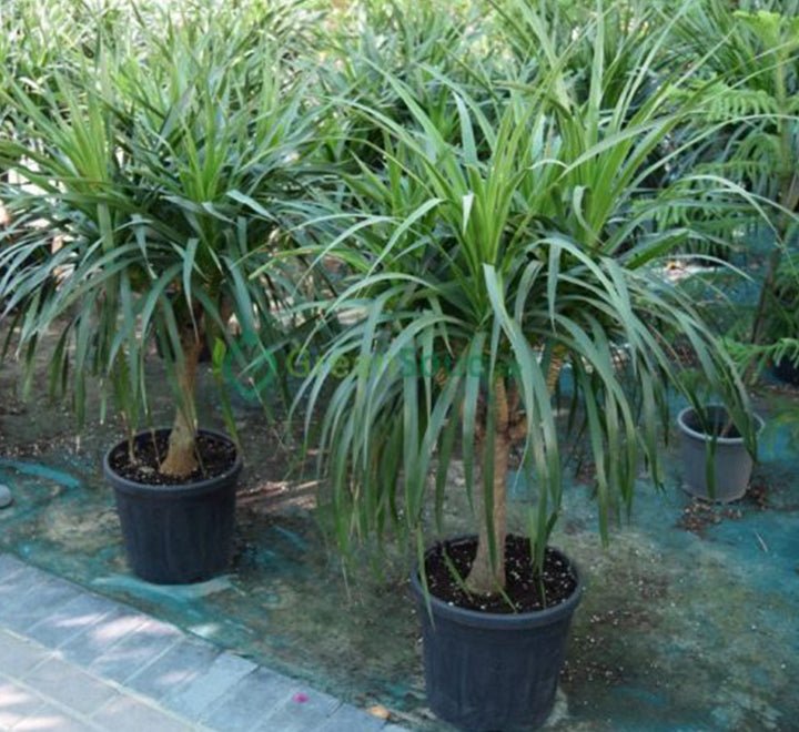 Dracaena Draco, Drago or Dragon Tree - Greensouq - 