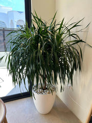 Dracaena Draco, Drago or Dragon Tree - Greensouq - 