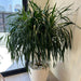 Dracaena Draco, Drago or Dragon Tree - Greensouq - 