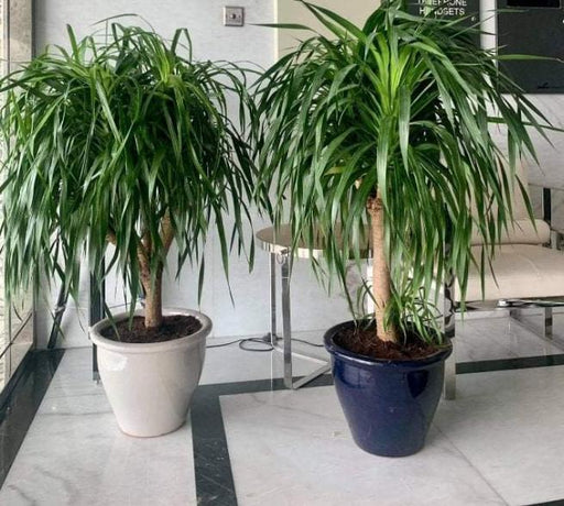 Dracaena Draco, Drago or Dragon Tree in Rolled Rim Pot(48x37)(outdoor) - Greensouq - 