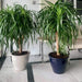 Dracaena Draco, Drago or Dragon Tree in Rolled Rim Pot(48x37)(outdoor) - Greensouq - 