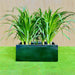 Dracaena Draco Duo, Drago or Dragon Tree in Fiber Glass pot (70x30x30) - Greensouq - 