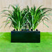 Dracaena Draco Duo, Drago or Dragon Tree in Fiber Glass pot (70x30x30) - Greensouq - 