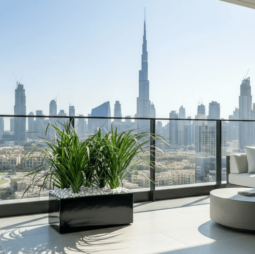 Dracaena Draco Duo, Drago or Dragon Tree in Fiber Glass pot (70x30x30) - Greensouq - 