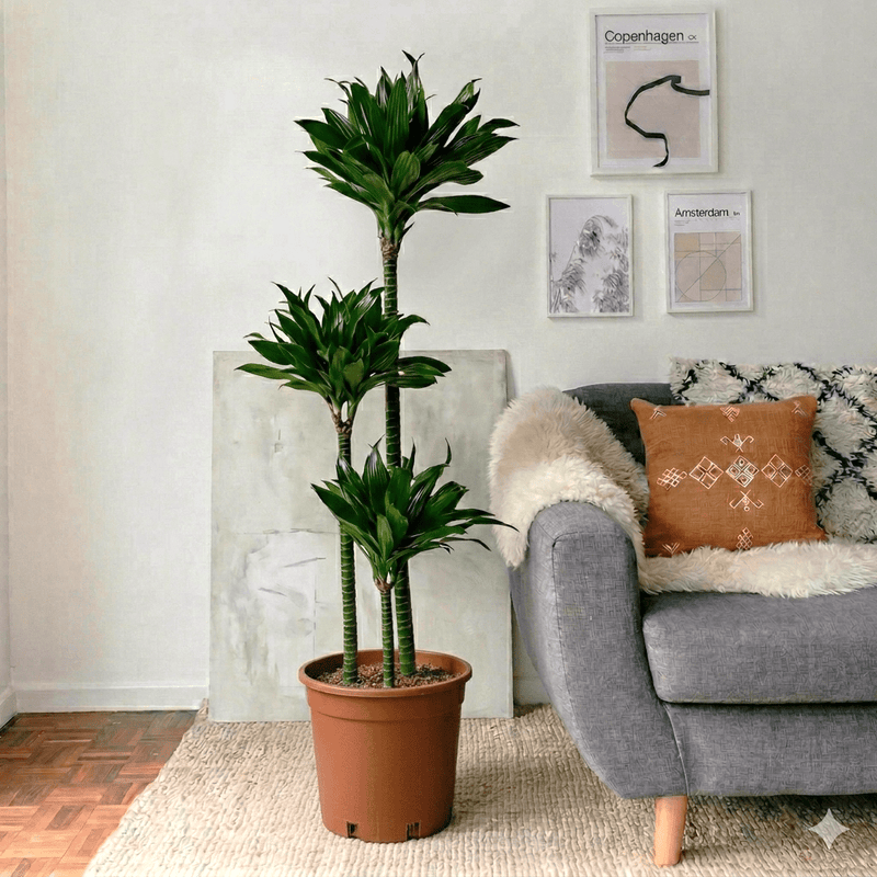 Dracaena Fragrans (Compacta) | Dubai's Favorite Houseplant! - Greensouq - 