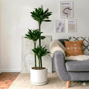 Dracaena Fragrans (Compacta) | Dubai's Favorite Houseplant! - Greensouq - 