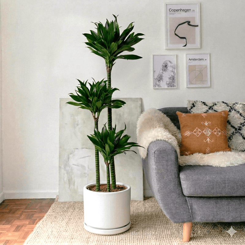 Dracaena Fragrans (Compacta) | Dubai's Favorite Houseplant! - Greensouq - 