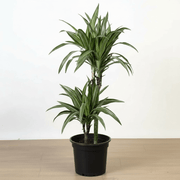 Dracaena fragrans deremensis "Ulises" - Greensouq - 