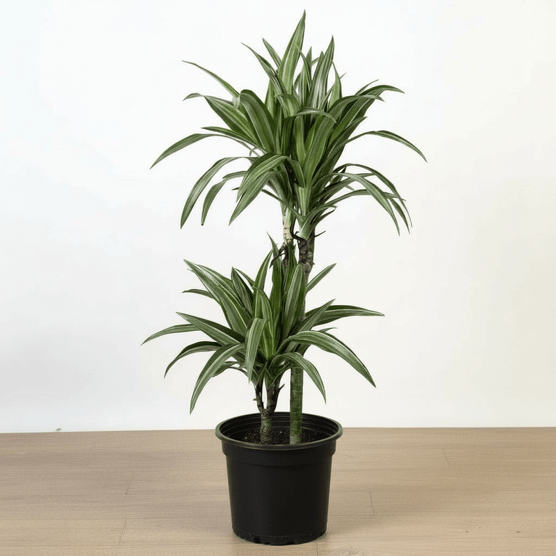 Dracaena fragrans deremensis "Ulises" - Greensouq - 