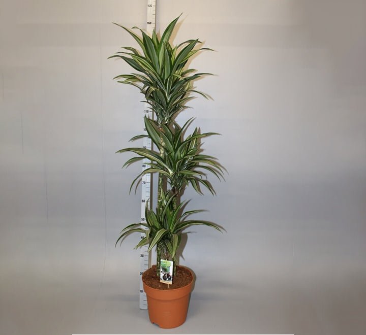 Dracaena fragrans deremensis "Ulises" - Greensouq - 