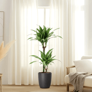 Dracaena fragrans deremensis "Ulises" - Greensouq - 