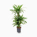 Dracaena fragrans deremensis "Ulises" - Greensouq - 