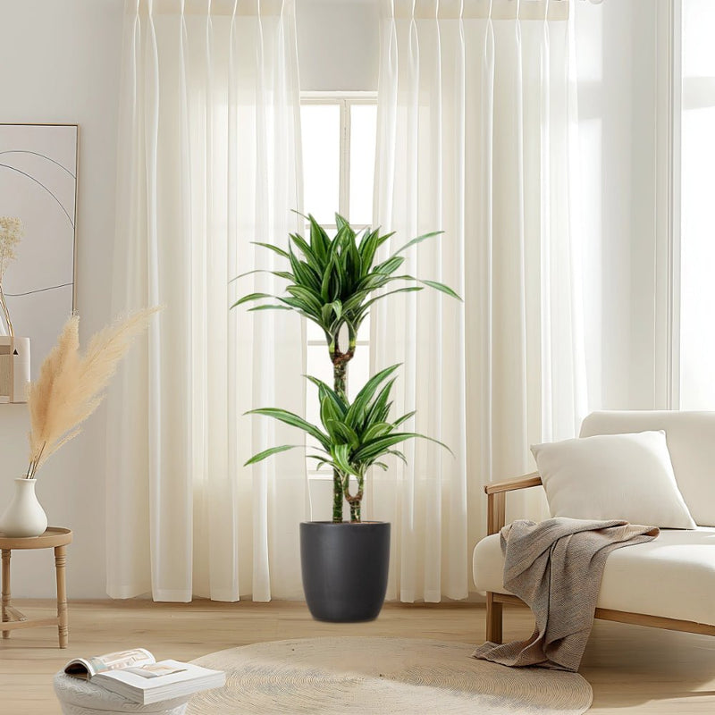 Dracaena fragrans deremensis "Ulises" - Greensouq - 