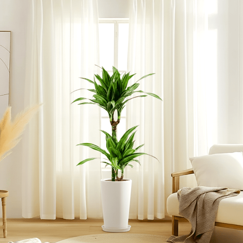 Dracaena fragrans deremensis "Ulises" - Greensouq - 