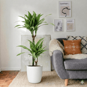 Dracaena Fragrans Deremensis "Ulises" | Dubai's Favorite Indoor Plant! - Greensouq - 