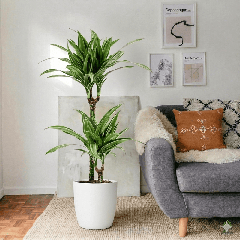 Dracaena Fragrans Deremensis "Ulises" | Dubai's Favorite Indoor Plant! - Greensouq - 