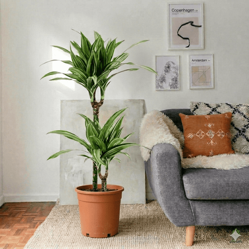 Dracaena Fragrans Deremensis "Ulises" | Dubai's Favorite Indoor Plant! - Greensouq - 