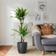 Dracaena Fragrans Deremensis "Ulises" | Dubai's Favorite Indoor Plant! - Greensouq - 