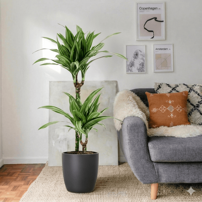 Dracaena Fragrans Deremensis "Ulises" | Dubai's Favorite Indoor Plant! - Greensouq - 