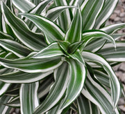 Dracaena Fragrans Deremensis "Warneckei" - Greensouq - 