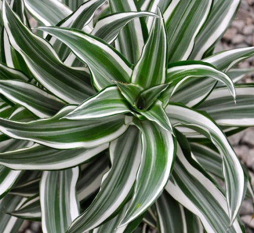 Dracaena Fragrans Deremensis "Warneckei" - Greensouq - 