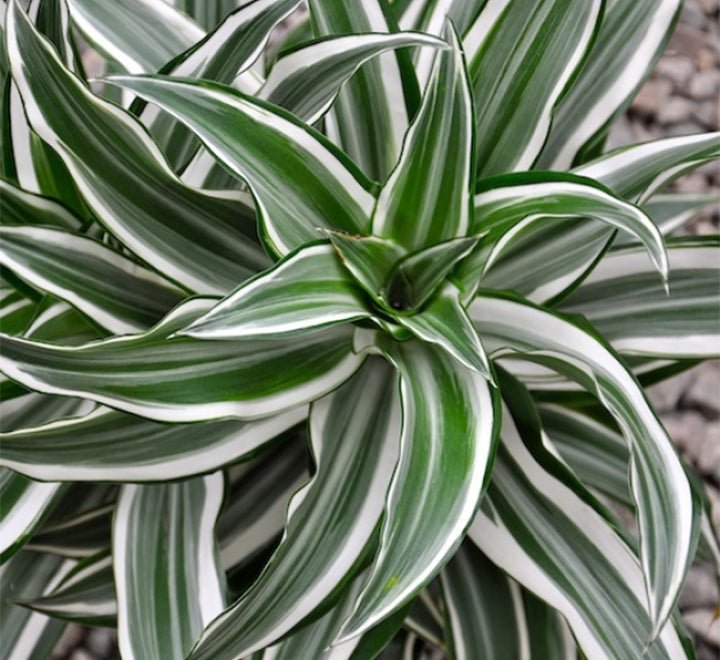 Dracaena Fragrans Deremensis "Warneckei" - Greensouq - 
