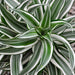 Dracaena Fragrans Deremensis "Warneckei" - Greensouq - 