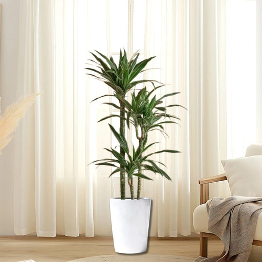 Dracaena Fragrans Deremensis "Warneckei" - Greensouq - 