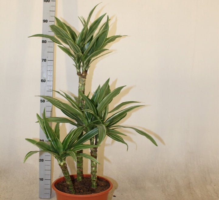 Dracaena Fragrans Deremensis "Warneckei" - Greensouq - 