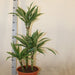 Dracaena Fragrans Deremensis "Warneckei" - Greensouq - 