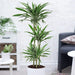 Dracaena Fragrans Deremensis "Warneckei" - Greensouq - 