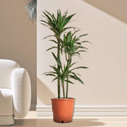 Dracaena Fragrans Deremensis "Warneckei" - Greensouq - 