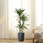 Dracaena Fragrans Deremensis "Warneckei" - Greensouq - 