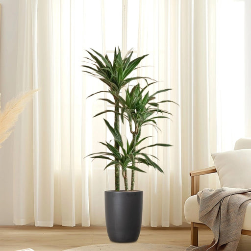 Dracaena Fragrans Deremensis "Warneckei" - Greensouq - 