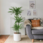Dracaena Fragrans Deremensis "Warneckei" | Dubai's Favorite Indoor Plant! - Greensouq - 