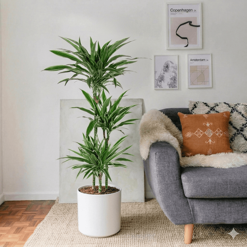 Dracaena Fragrans Deremensis "Warneckei" | Dubai's Favorite Indoor Plant! - Greensouq - 