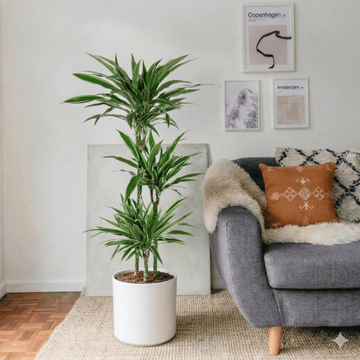 Dracaena Fragrans Deremensis "Warneckei" | Dubai's Favorite Indoor Plant! - Greensouq - 