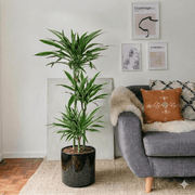 Dracaena Fragrans Deremensis "Warneckei" | Dubai's Favorite Indoor Plant! - Greensouq - 