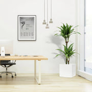 Dracaena Fragrans Deremensis "Warneckei" in Grp Square Pot 40x40 - Greensouq - 