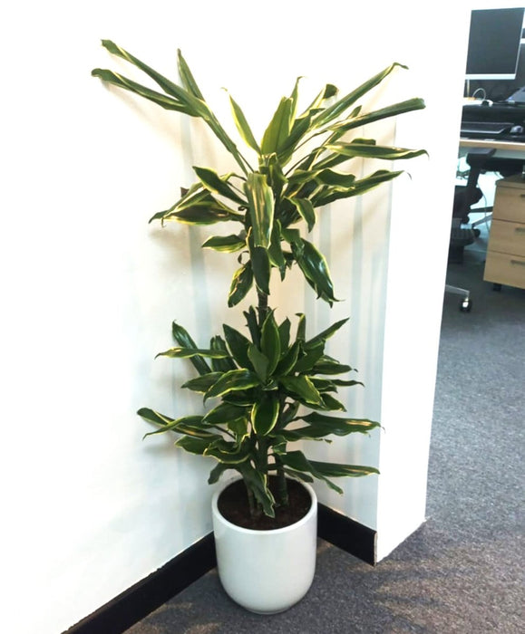 Dracaena Fragrans "Golden Coast" - Greensouq - 