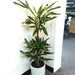 Dracaena Fragrans "Golden Coast" - Greensouq - 