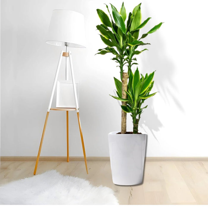 Dracaena Fragrans "Golden Coast" - Greensouq - 